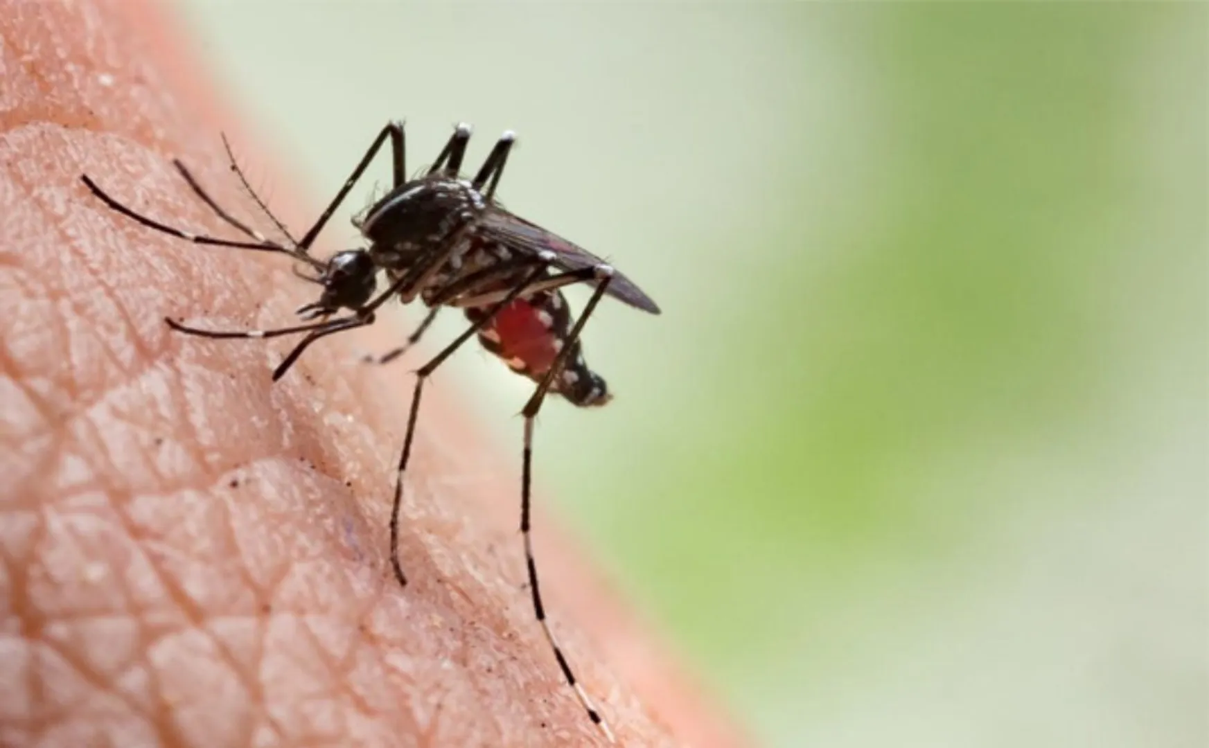 DENGUE FEVER INCIDENT IN MADURAI DISTRICT
